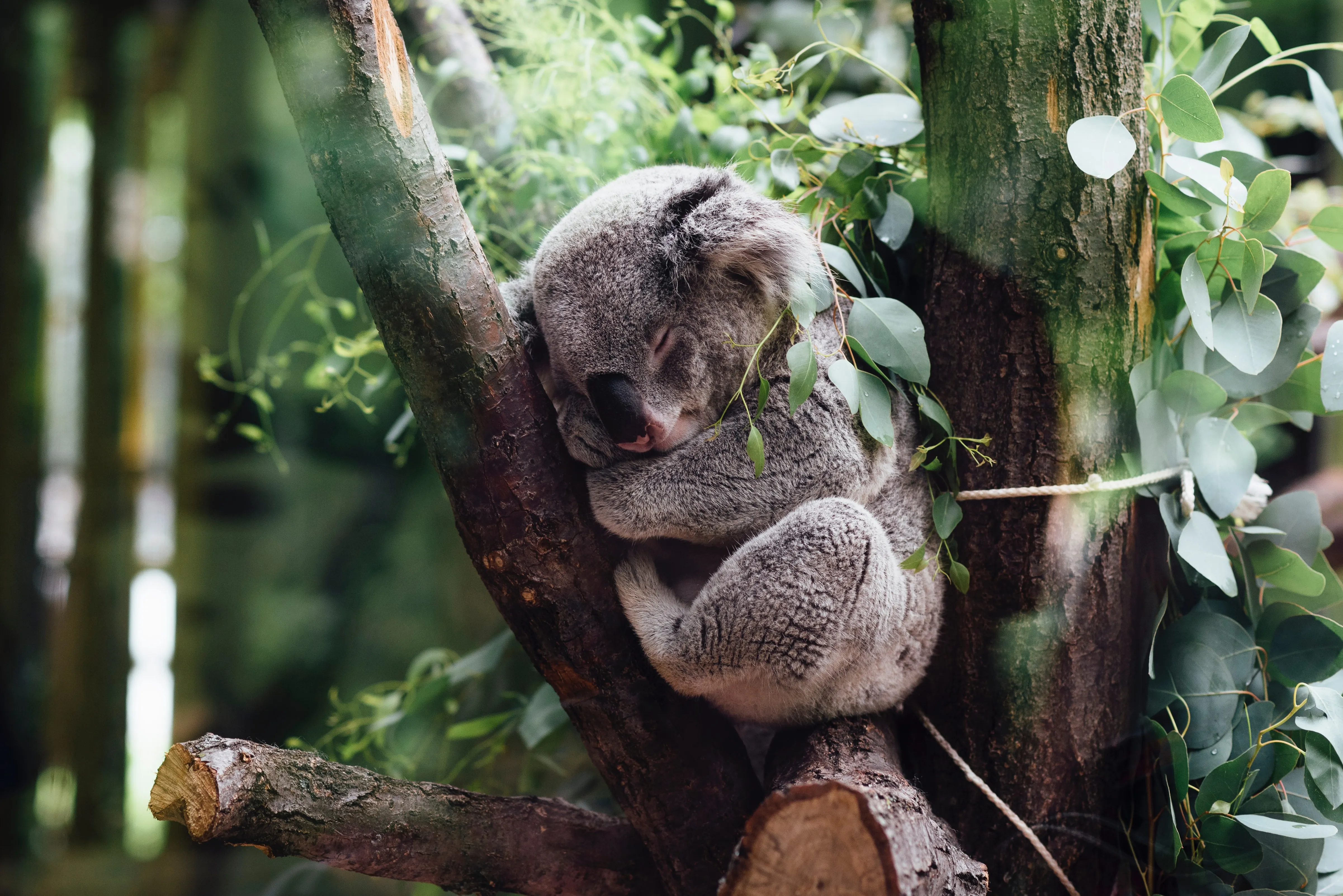 Helping after the devastating bushfires